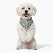 Hugo - Stylish Iggy Bandana