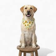 Ziggy - Stylish Iggy Bandana