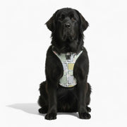 Casper - NO-PULL Iggy Harness & Leash Set | for small and large Dogs