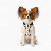 Jack - NO-PULL Iggy Harness & Leash Set | for small and large Dogs