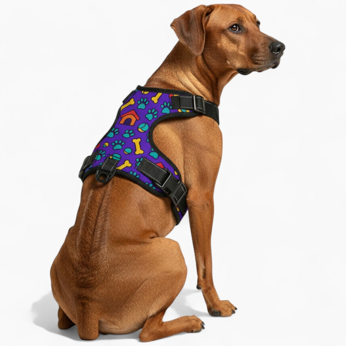BELLA - NO-PULL Iggy Harness & Leash Set | for small and large Dogs