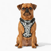 Sunny - NO-PULL Iggy Harness & Leash Set | for small and large Dogs