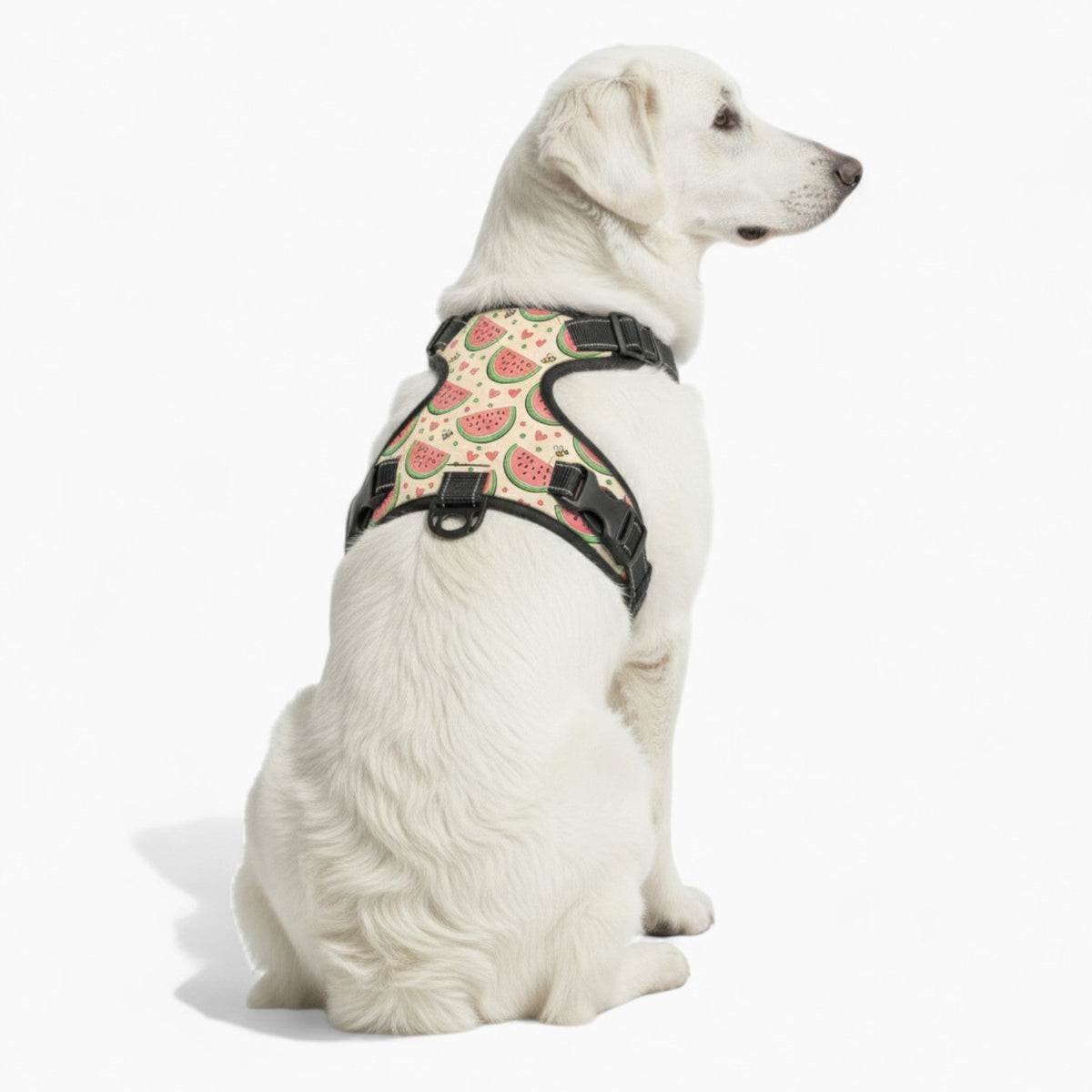 Coco - NO-PULL Iggy Harness & Leash Set | for small and large Dogs
