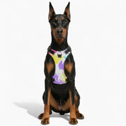 Rocco - NO-PULL Iggy Harness & Leash Set | for small and large Dogs