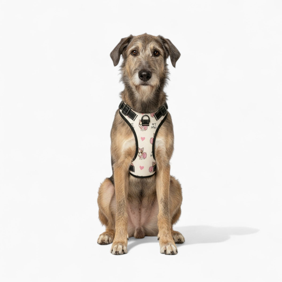 Rocky - NO-PULL Iggy Harness & Leash Set | for small and large Dogs