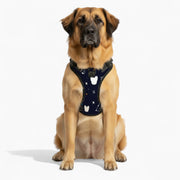 Apollo - NO-PULL Iggy Harness & Leash Set | for small and large Dogs