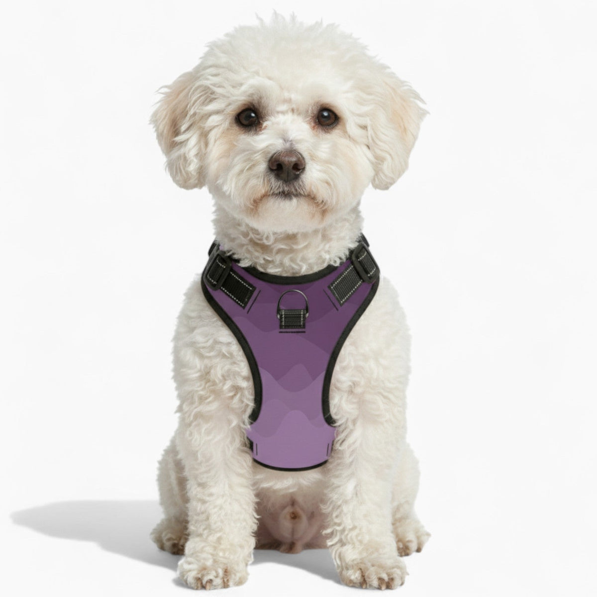 Cooper - NO-PULL Iggy Harness & Leash Set | for small and large Dogs