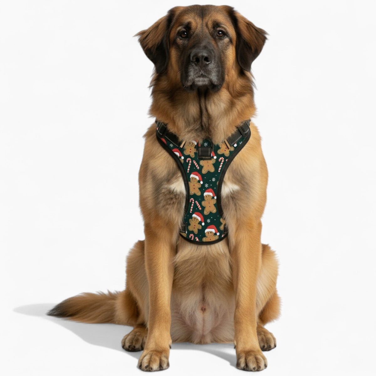 Bruna - NO-PULL Iggy Harness & Leash Set | for small and large Dogs