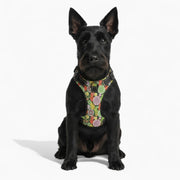 Zoe - NO-PULL Iggy Harness & Leash Set | for small and large Dogs