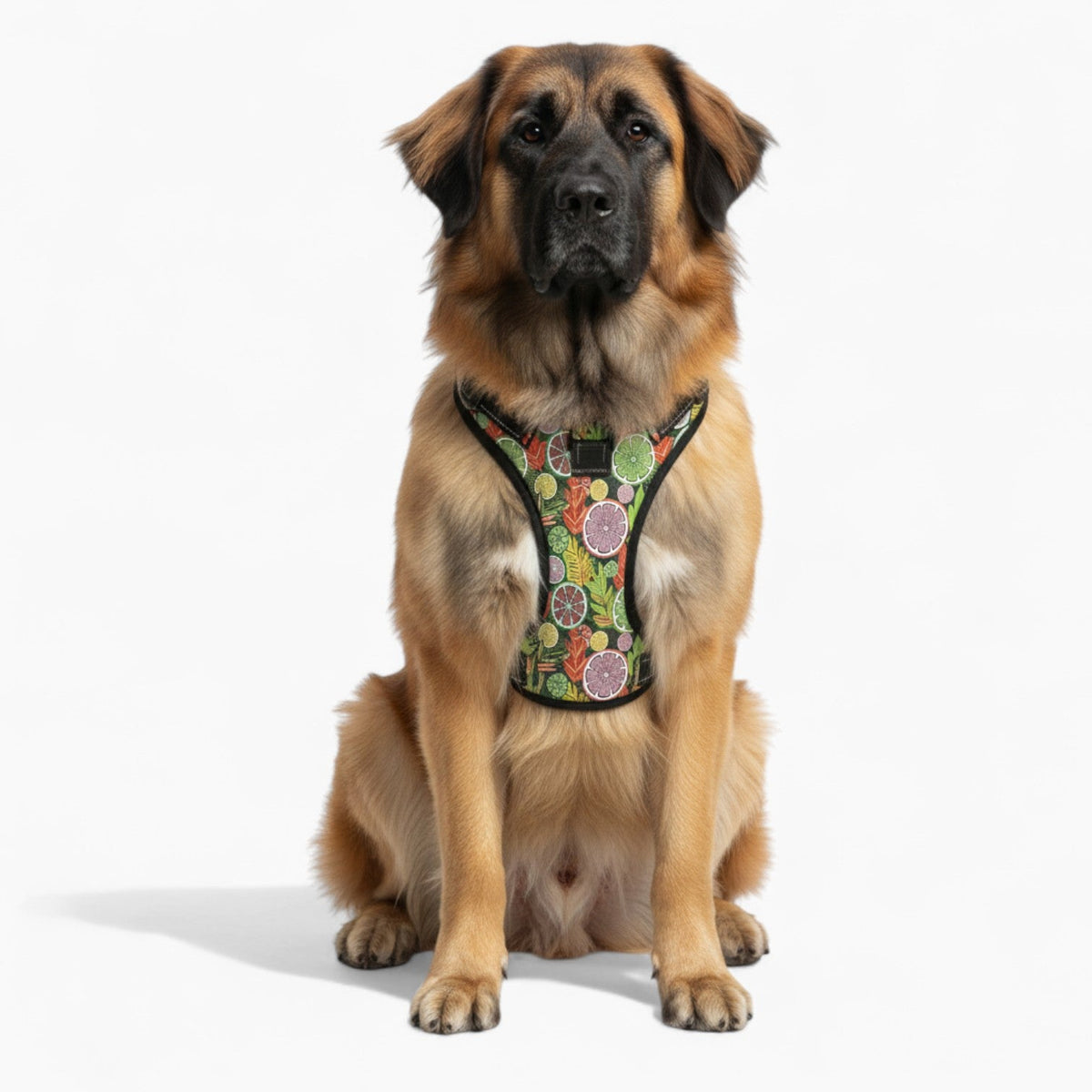 Zoe - NO-PULL Iggy Harness & Leash Set | for small and large Dogs