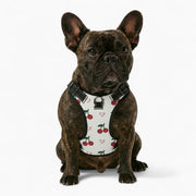Finn - NO-PULL Iggy Harness & Leash Set | for small and large Dogs