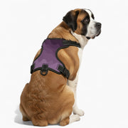 Cooper - NO-PULL Iggy Harness & Leash Set | for small and large Dogs