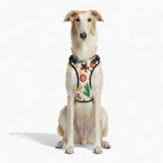 Mia - NO-PULL Iggy Harness & Leash Set | for small and large Iggy