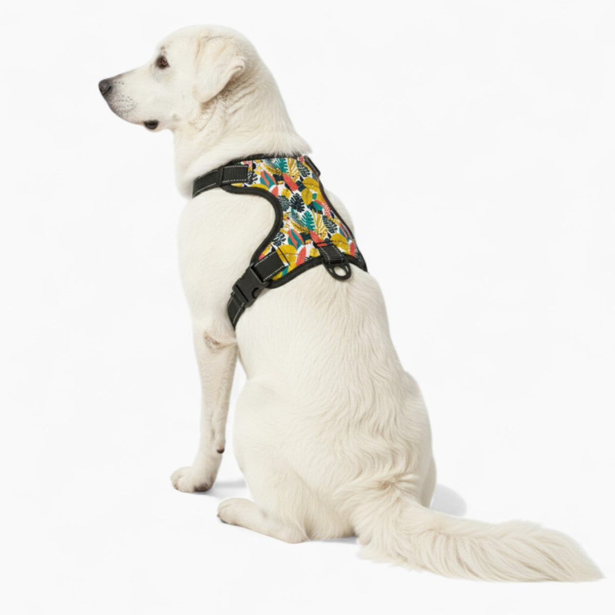 Chloe - NO-PULL Iggy Harness & Leash Set | for small and large Dogs