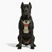 Tayson - NO-PULL Iggy Harness & Leash Set | for small and large Dogs
