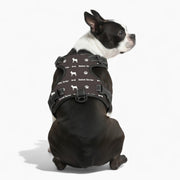 Nova- NO-PULL Iggy Harness & Leash Set | for small and large for Dogs