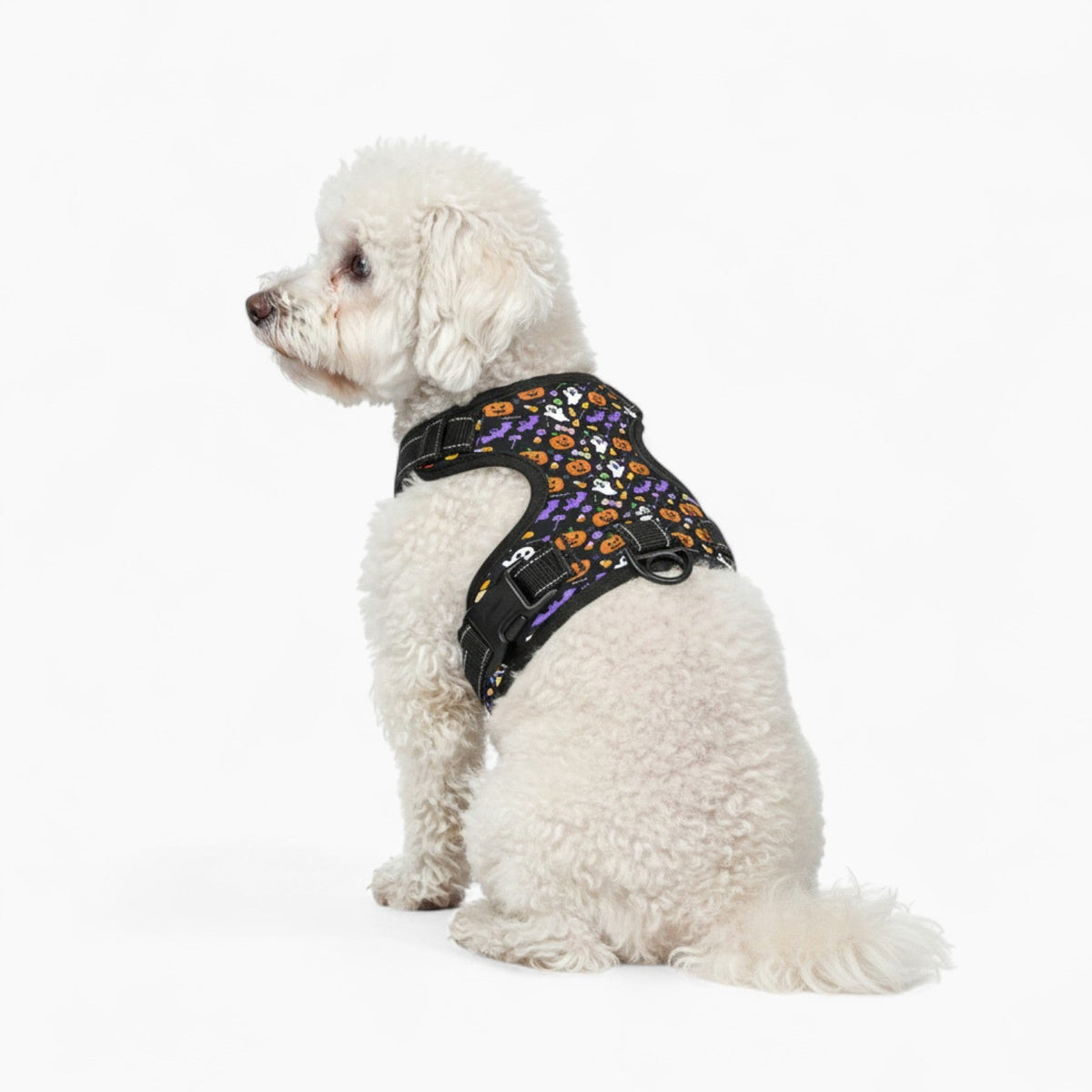 Duke - NO-PULL Iggy Harness & Leash Set | for small and large Dogs