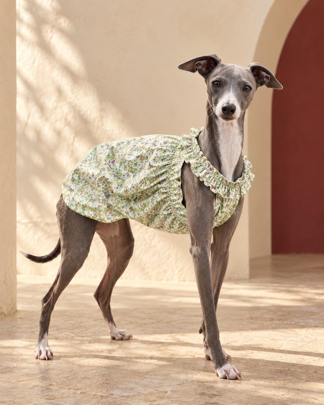 Floral Cotton Iggy Summer Dress, worn by an Italian Greyhound