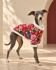 Floral Iggy Celebration Jacket, worn by an Italian Greyhound