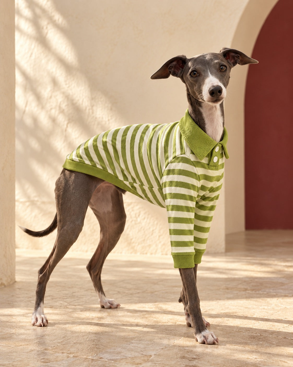Green Stripe Cotton Iggy Polo in Avocado Green, worn by an Italian Greyhound