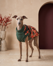 Italian Greyhound wearing the Iggy Grey reflective winter coat with built-in harness