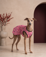 Small Italian Greyhound wearing the Iggy Grey princess dress