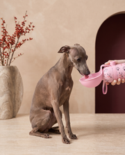 Italian Greyhound drinking from the Iggy Grey portable water bottle