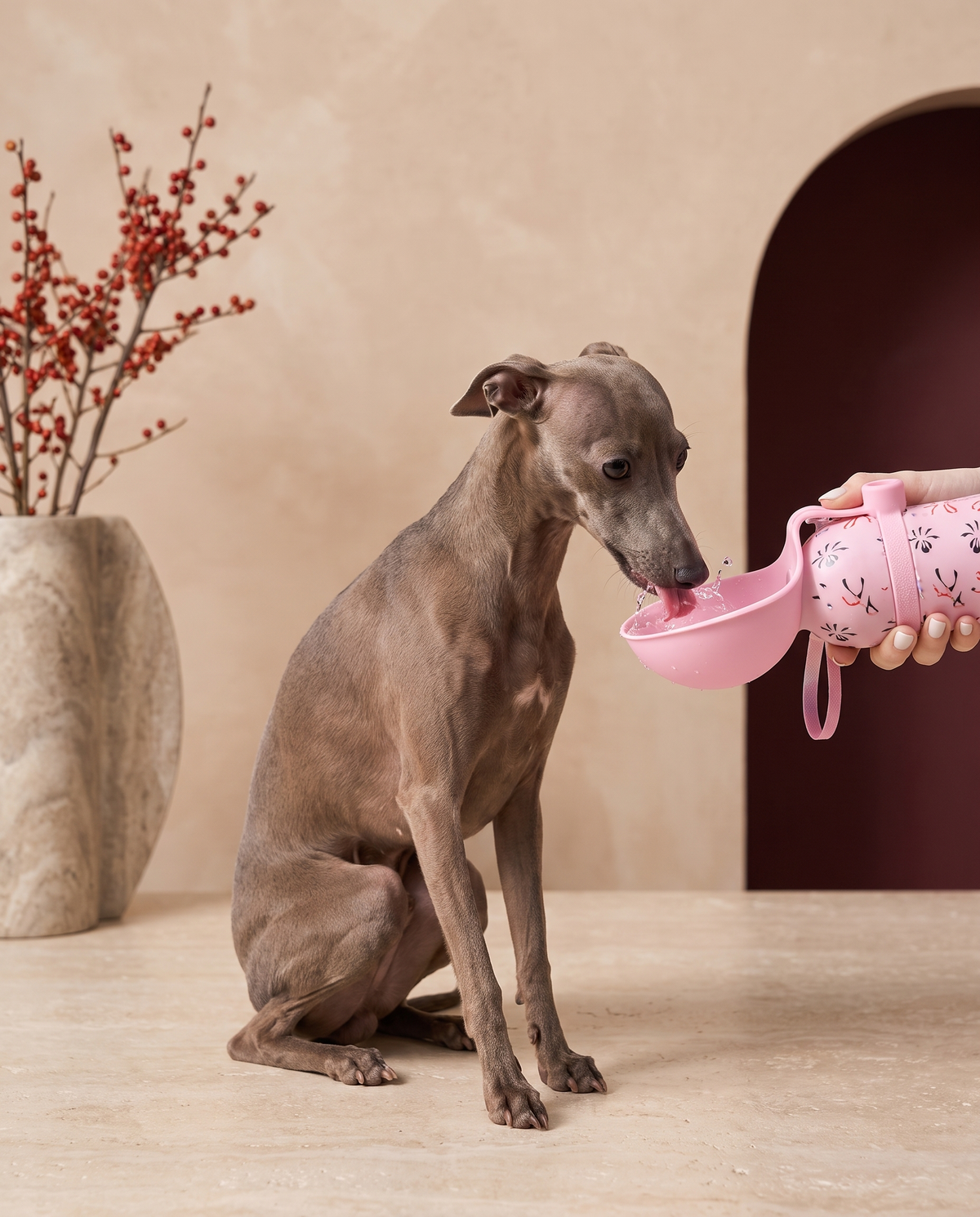 Italian Greyhound drinking from the Iggy Grey portable water bottle