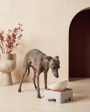 Italian Greyhound next to the Iggy Grey ceramic food bowl with adjustable stand