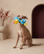 Italian Greyhound playing with the Iggy Grey squeaky bird toy