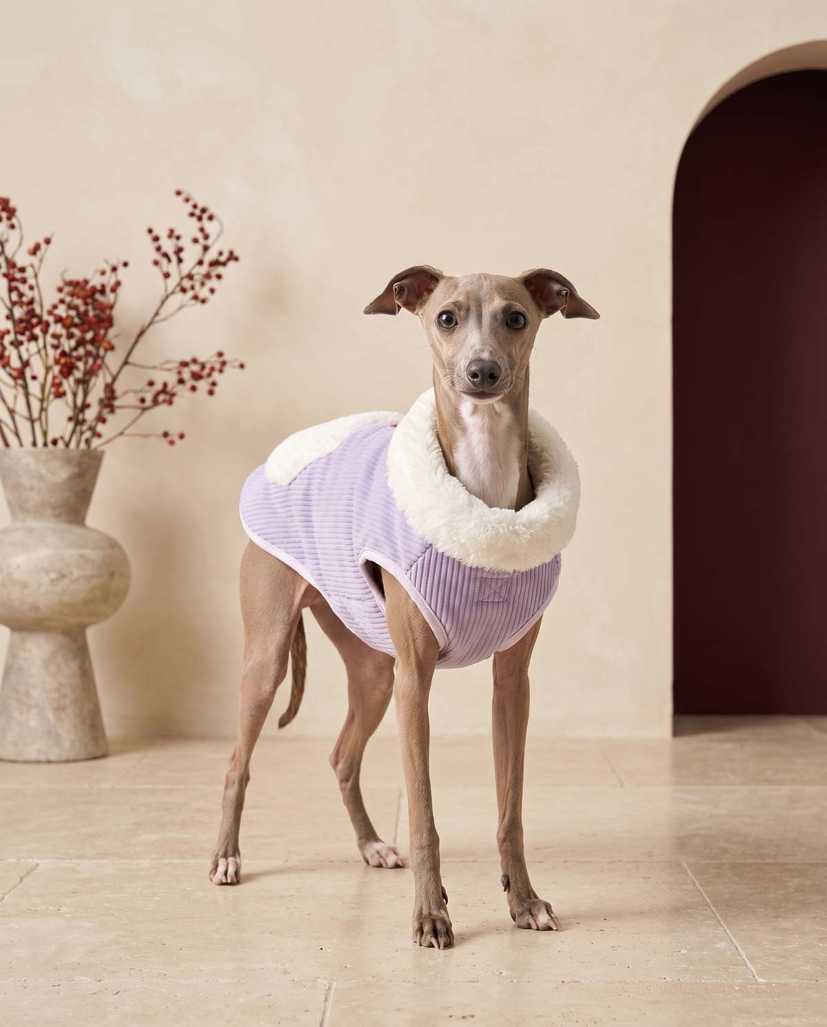 Italian Greyhound wearing the Iggy Grey winter sherpa vest with leash ring