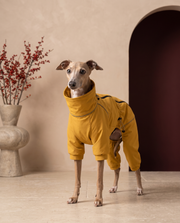 Italian Greyhound wearing the Iggy Grey outdoor snowfall jumpsuit