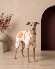 Italian Greyhound wearing the Iggy Grey fruit print jacket