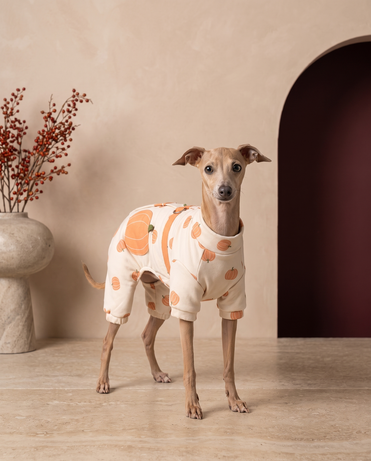 Italian Greyhound wearing the Iggy Grey fruit print jacket