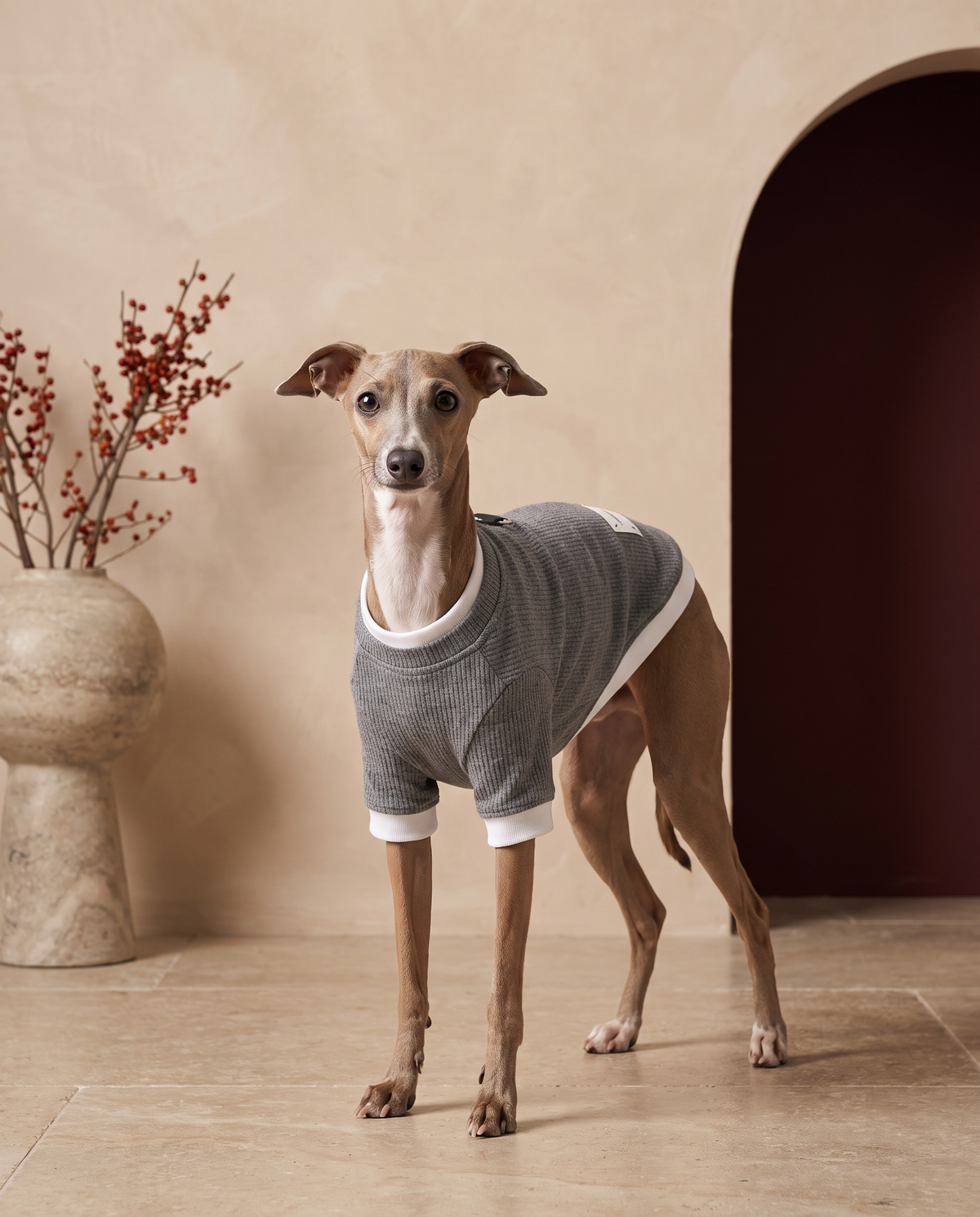 Italian Greyhound wearing the Iggy Grey multi-layered sweatshirt with leash ring