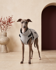 Italian Greyhound wearing the Iggy Grey fleece-lined jacket with harness