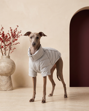 Italian Greyhound wearing the Iggy Grey reflective winter puffer jacket