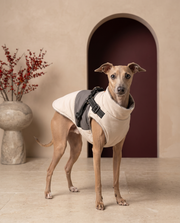 Italian Greyhound wearing the Iggy Grey padded down jacket with harness