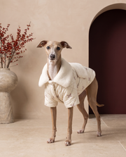 Italian Greyhound wearing the Iggy Grey luxury winter quilted coat