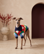 Italian Greyhound wearing the Iggy Grey plush bears warm sweater