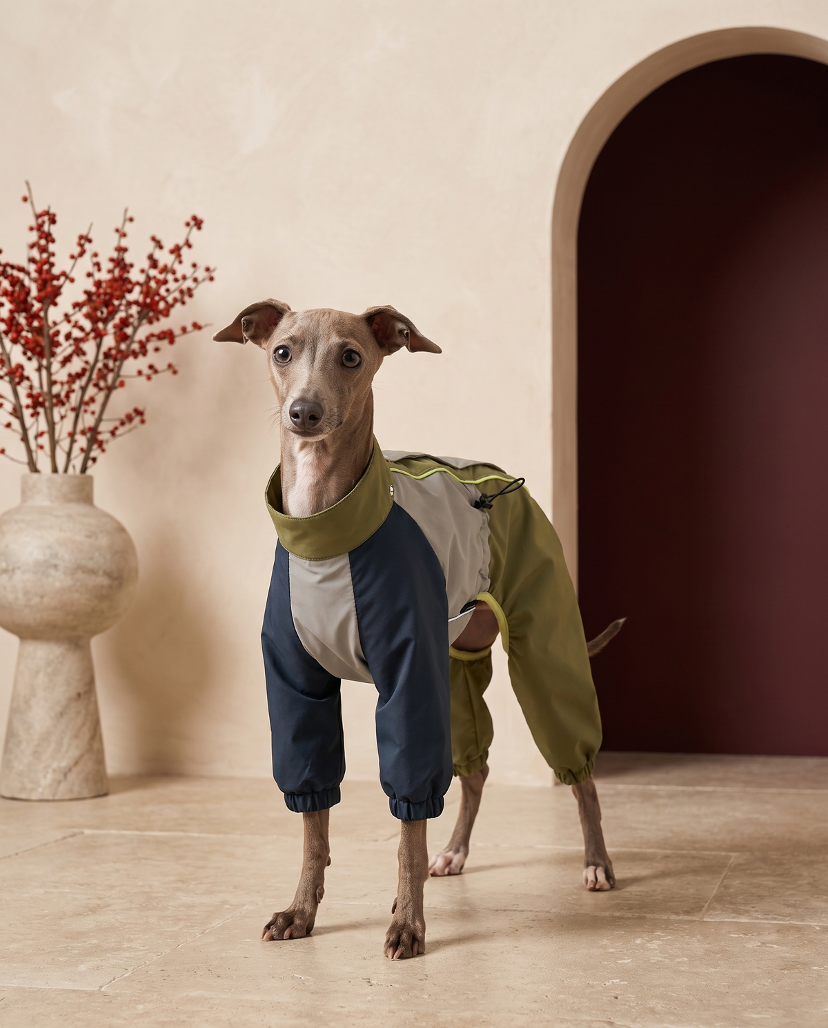 Italian Greyhound wearing the Iggy Grey windproof full-body rain jacket