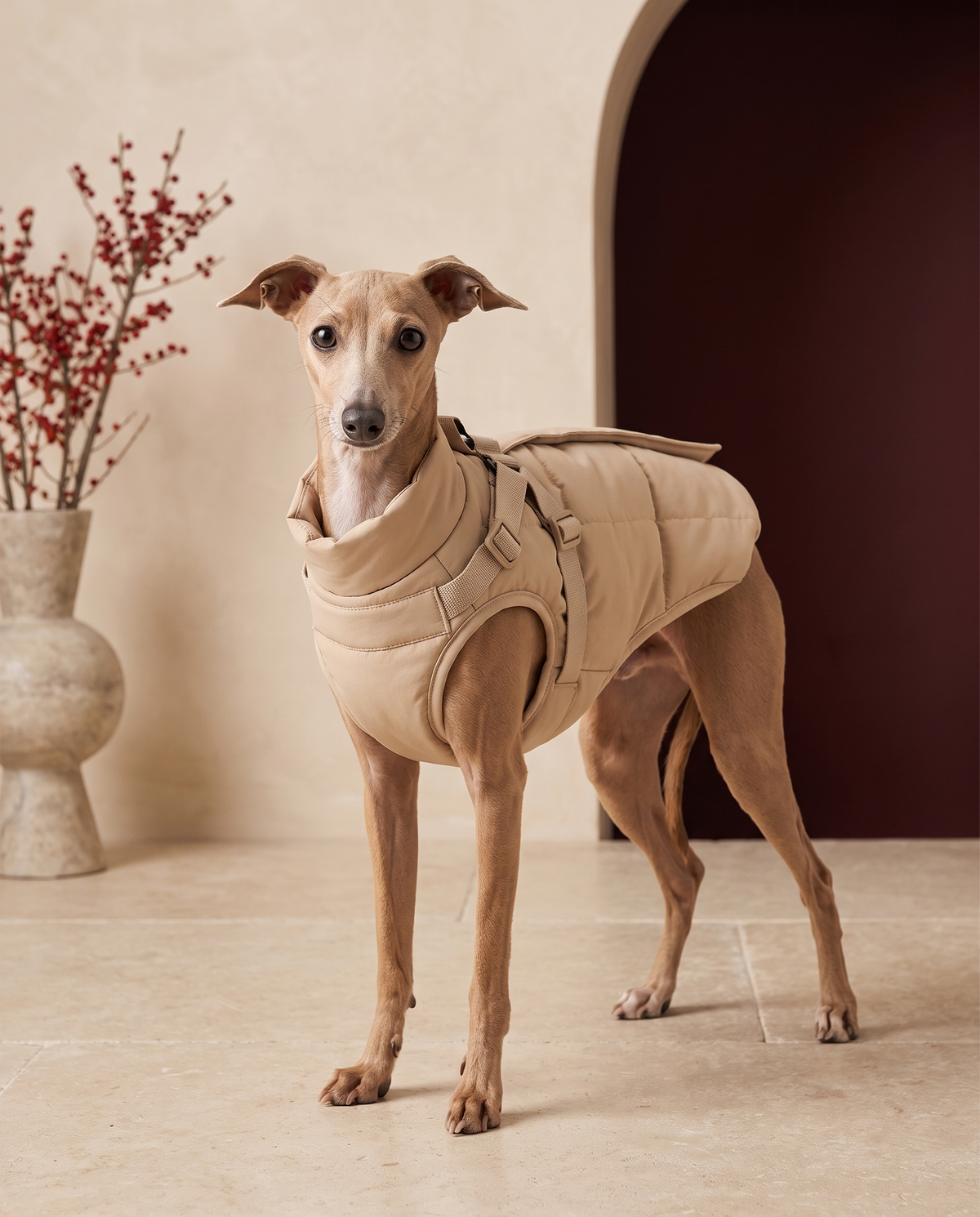 Italian Greyhound wearing the Iggy Grey warm winter harness jacket