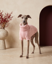 Italian Greyhound wearing the Iggy Grey classic cardigan collar sweater