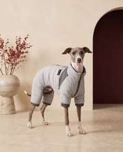 Italian Greyhound wearing the Iggy Grey fleece-lined padded jacket with hood