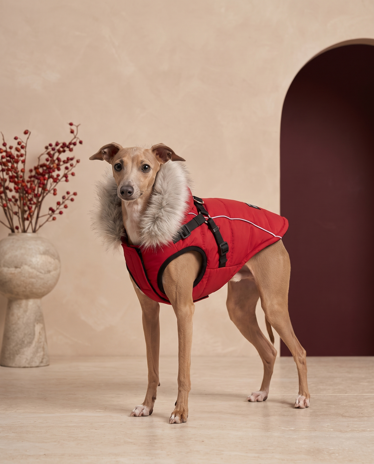 Italian Greyhound wearing the Iggy Grey warm winter jacket with built-in harness