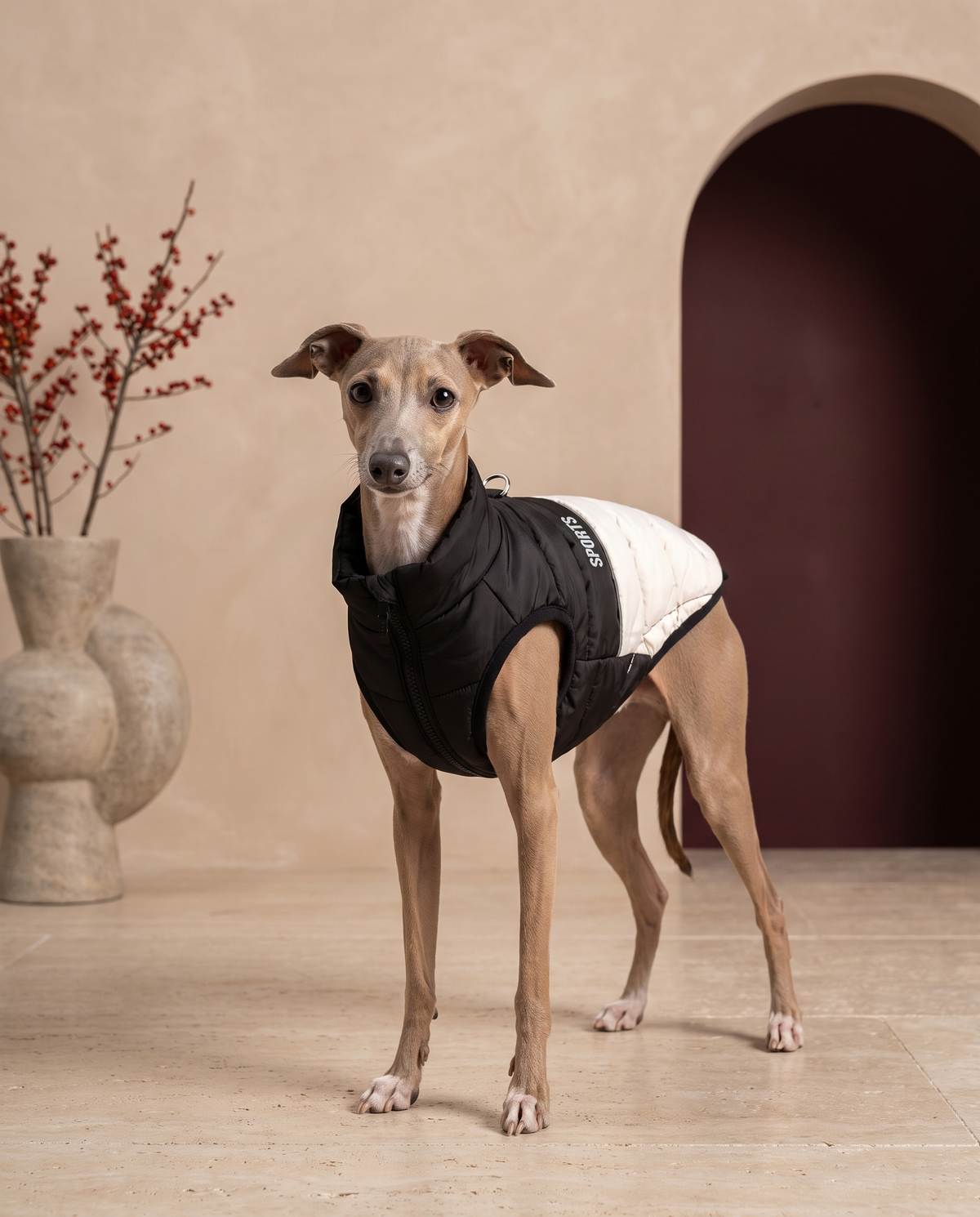 Italian Greyhound wearing the Iggy Grey premium winter sports vest