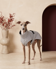 Italian Greyhound wearing the Iggy Grey waterproof adjustable raincoat