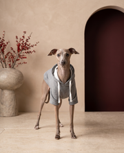 Italian Greyhound wearing the Iggy Grey stylish hoodie with leash hook