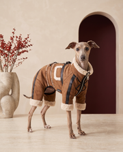 Italian Greyhound wearing the Iggy Grey premium shearling-lined jumpsuit
