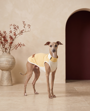Italian Greyhound wearing the Iggy Grey soft base layer thermal vest